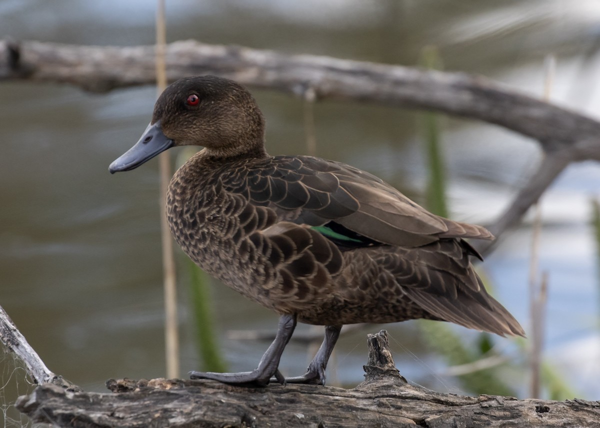 Chestnut Teal - ML644359427