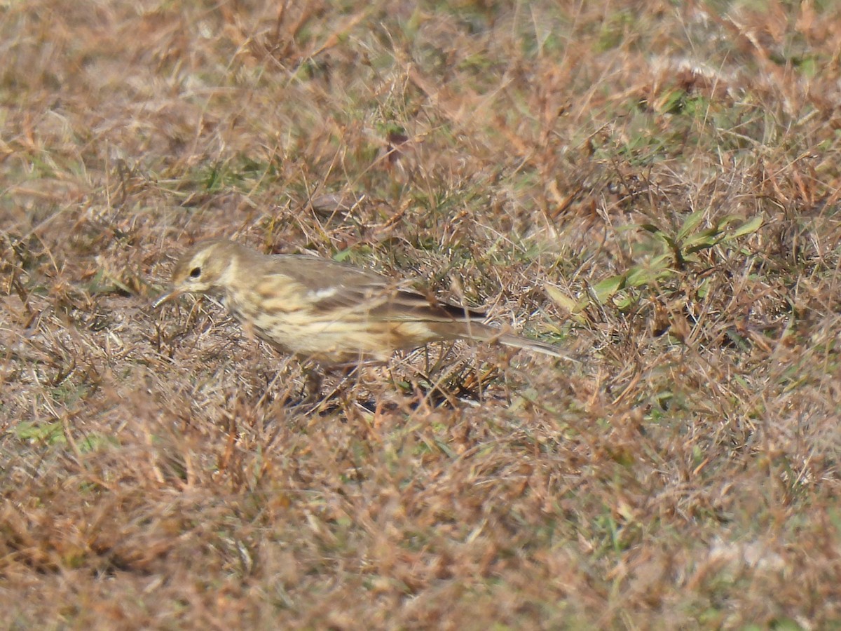 Американский конёк - ML644359455