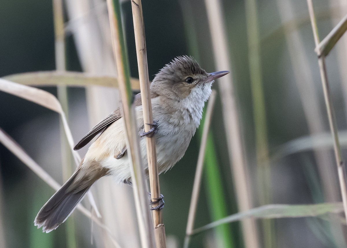 Австралийская камышовка - ML644359456