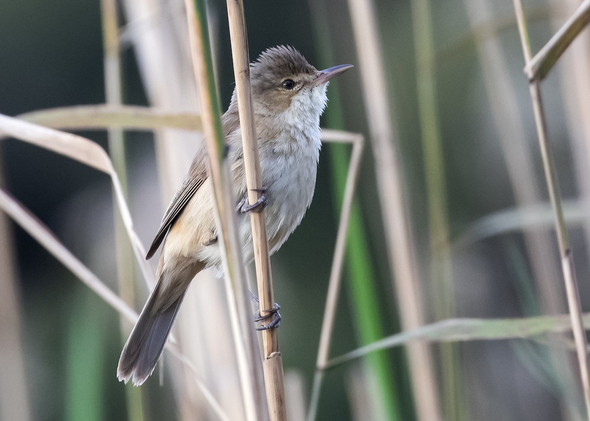 Австралийская камышовка - ML644359457