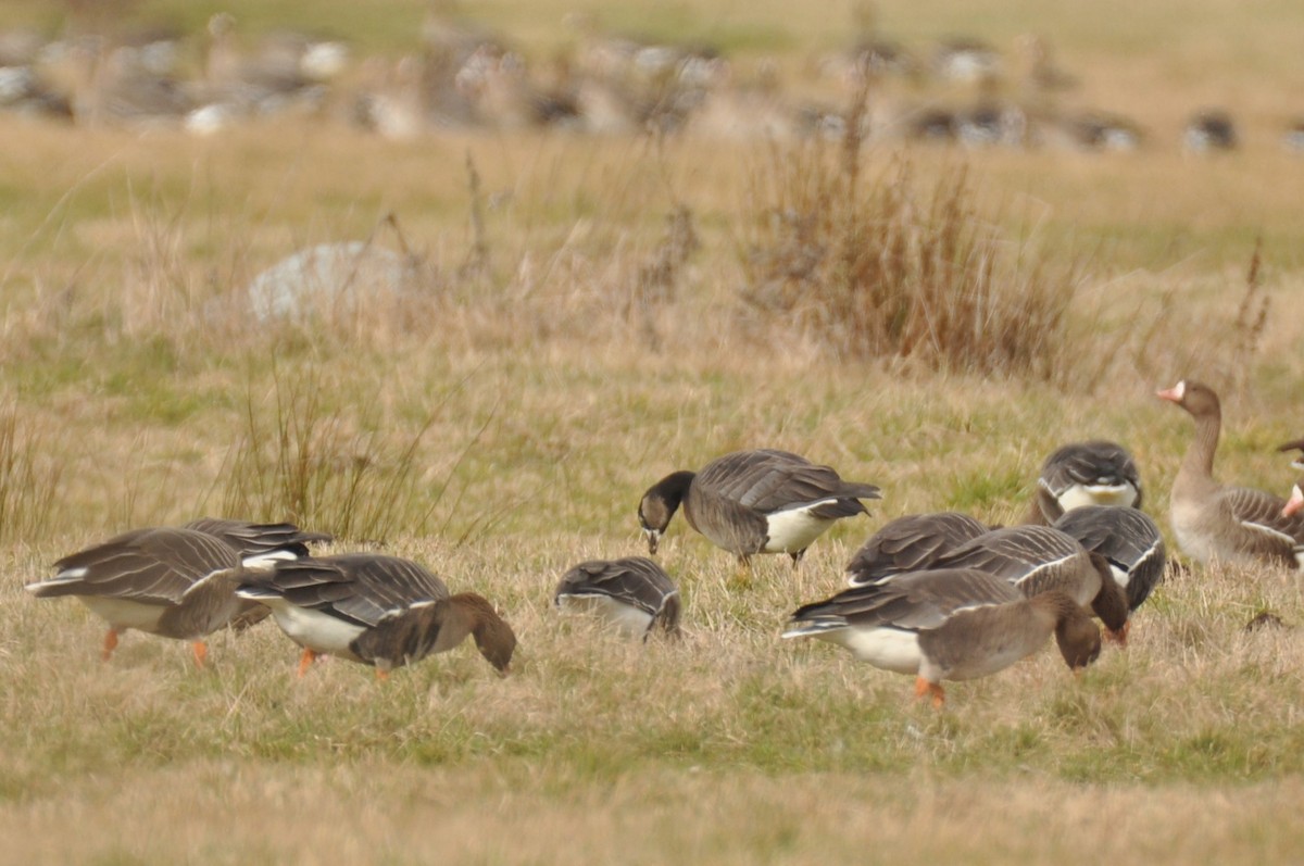 Белолобый гусь x Белощёкая казарка (гибрид) - ML644359458