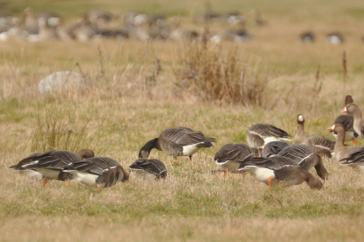 Белолобый гусь x Белощёкая казарка (гибрид) - ML644359459