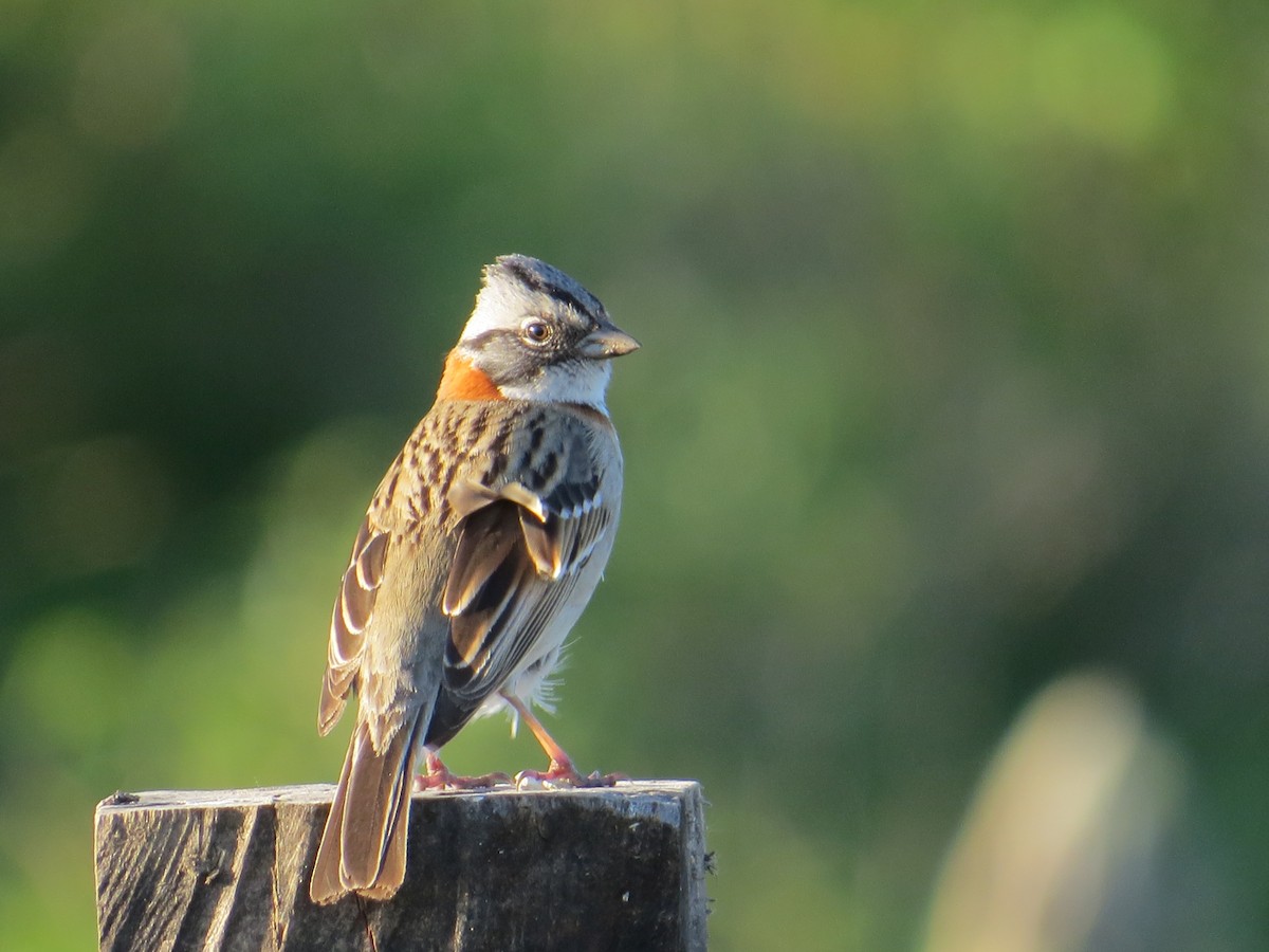 Рыжешейная зонотрихия - ML644359460