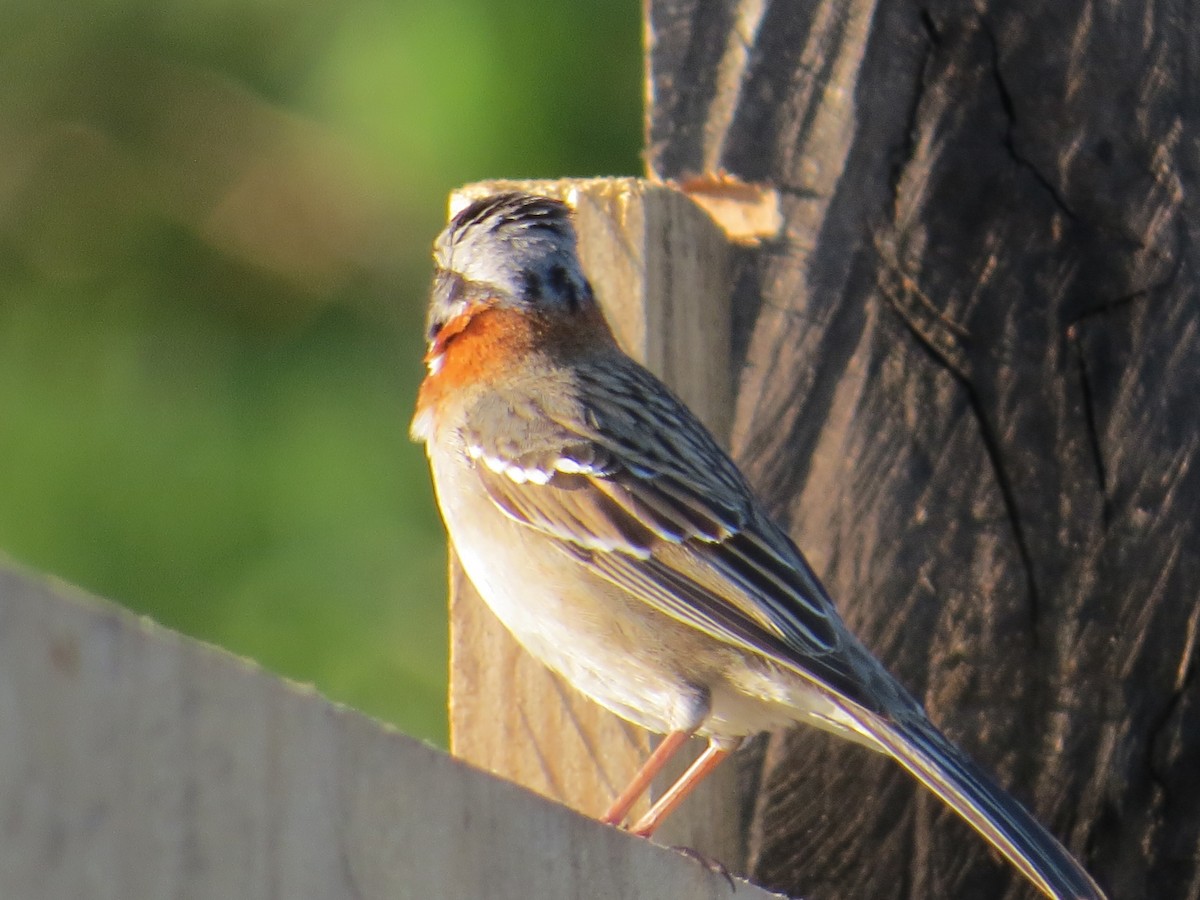 Рыжешейная зонотрихия - ML644359461