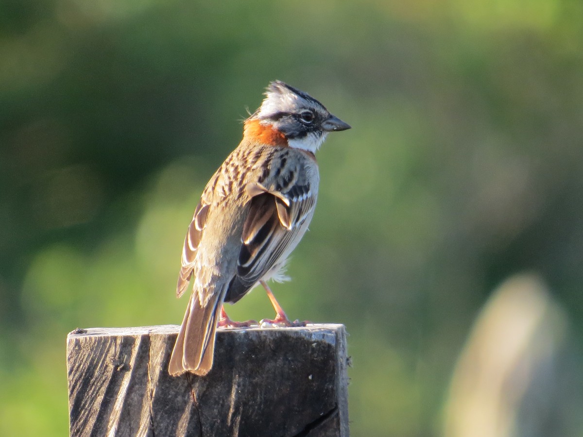 Рыжешейная зонотрихия - ML644359462