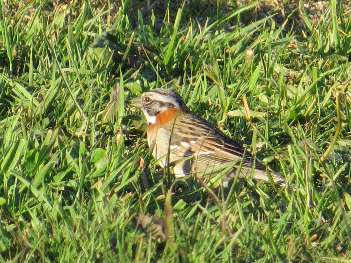 Рыжешейная зонотрихия - ML644359463