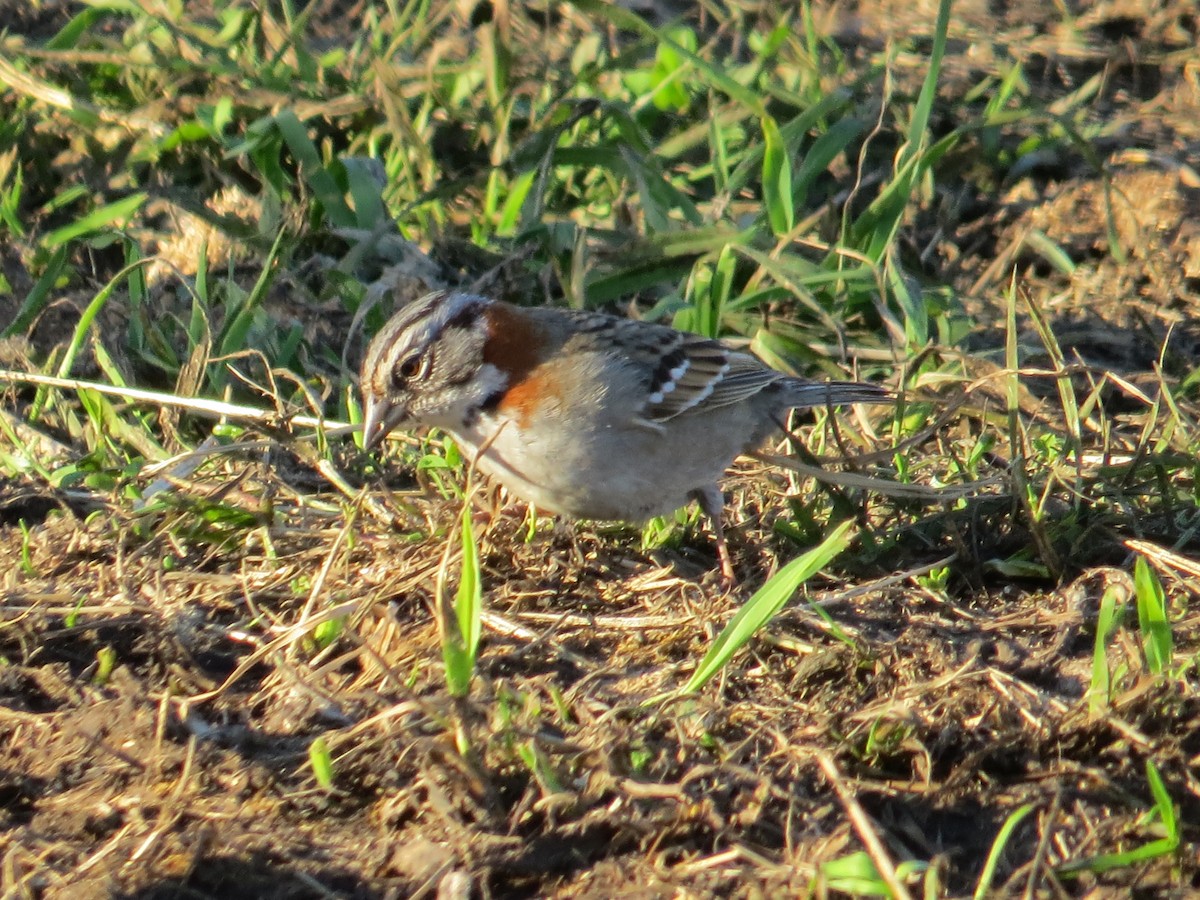 Рыжешейная зонотрихия - ML644359464