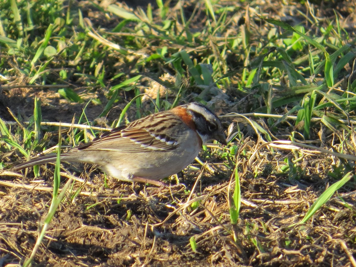 Рыжешейная зонотрихия - ML644359465