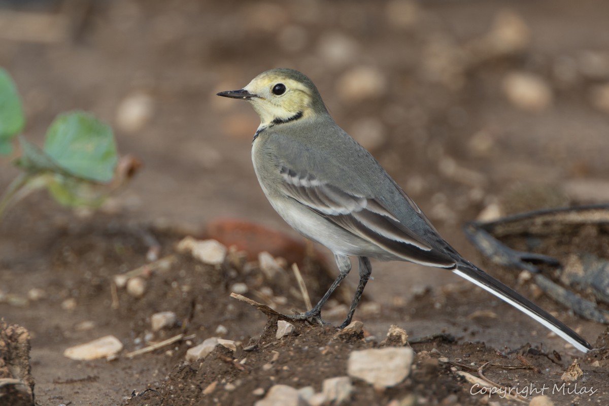 Белая трясогузка - ML644359466