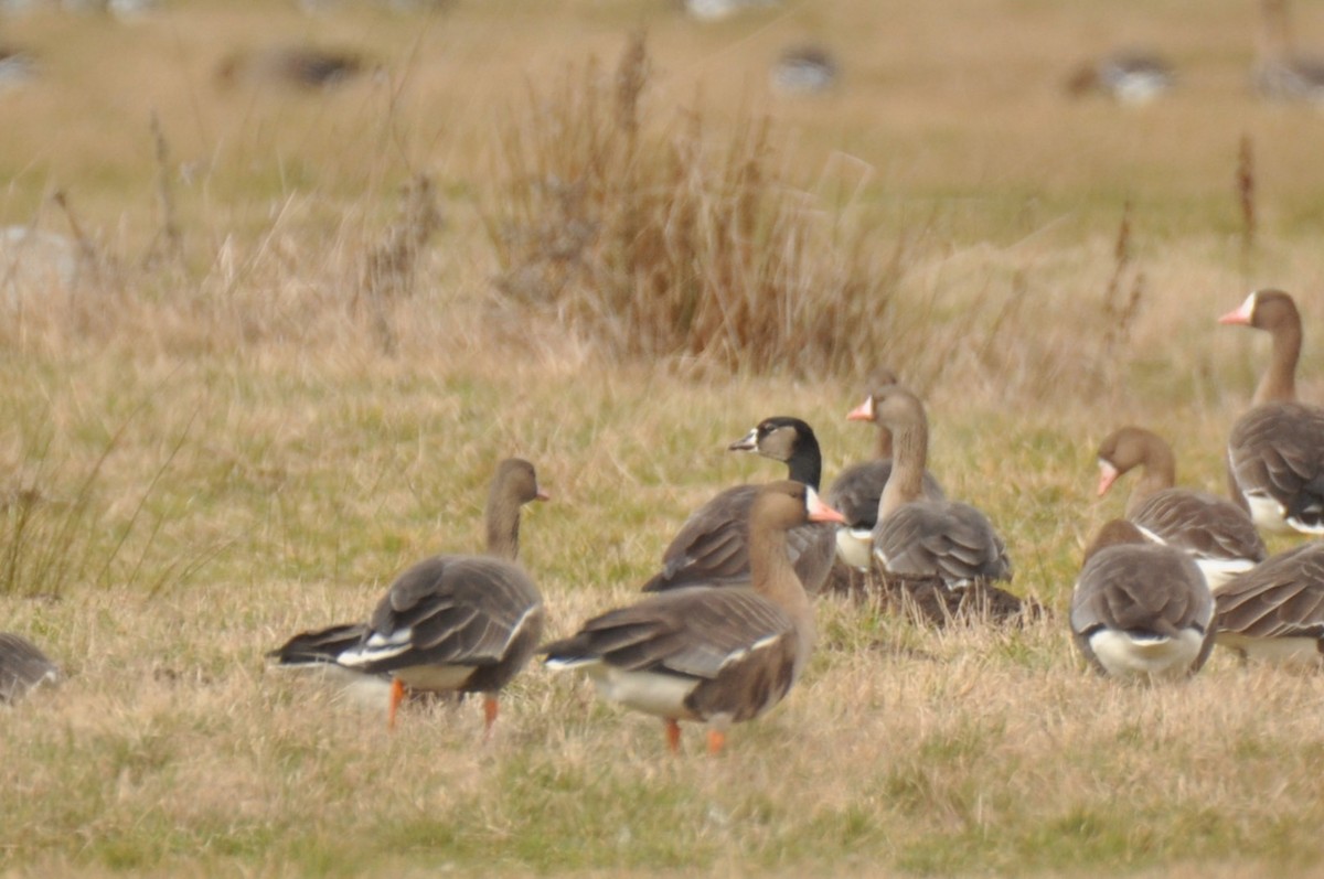 Белолобый гусь x Белощёкая казарка (гибрид) - ML644359467