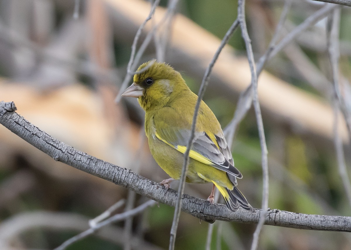 Обыкновенная зеленушка - ML644359468