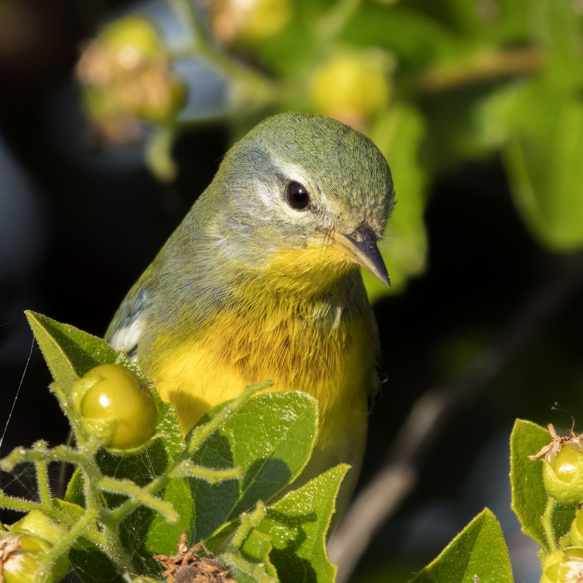 Очковая древесница - ML644359469