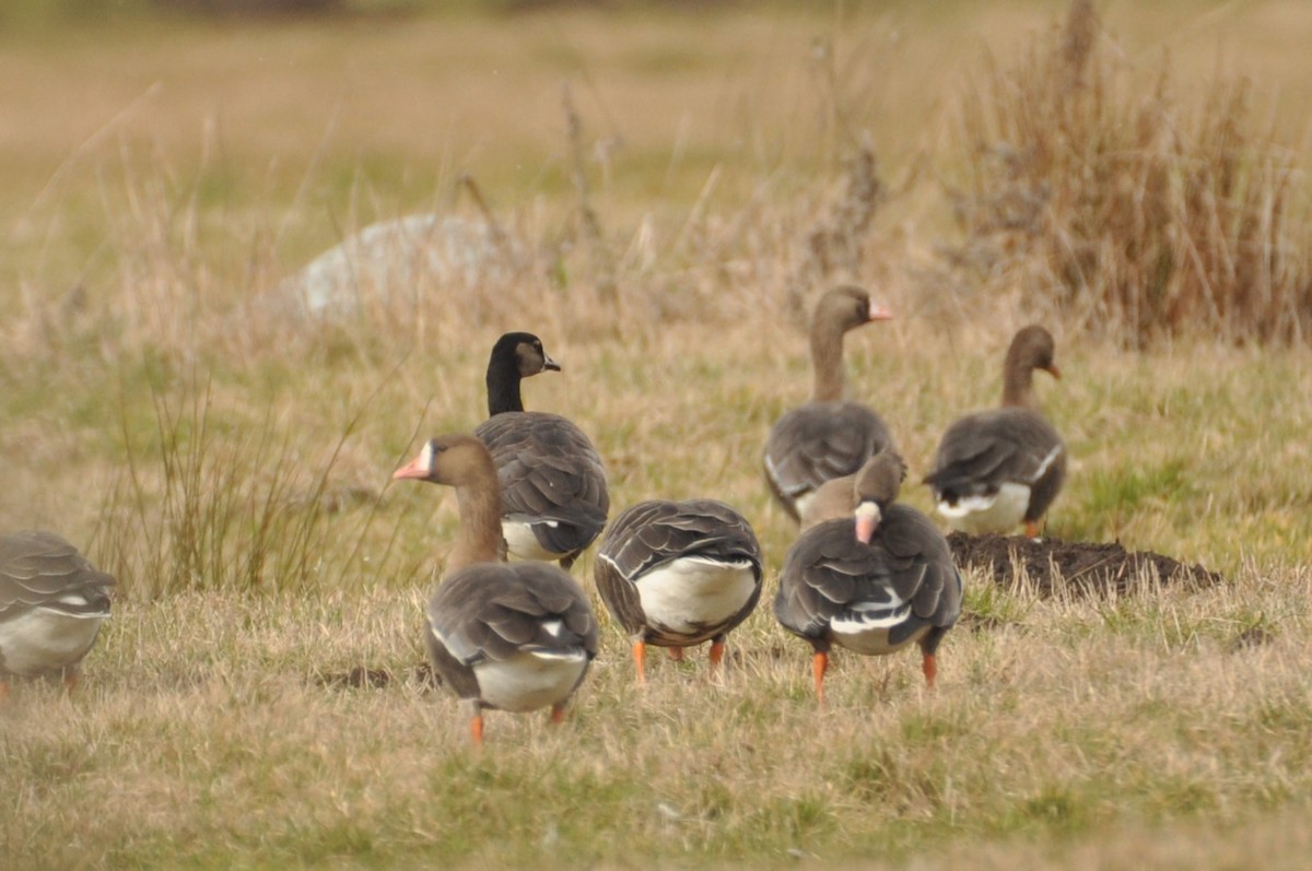 Белолобый гусь x Белощёкая казарка (гибрид) - ML644359470