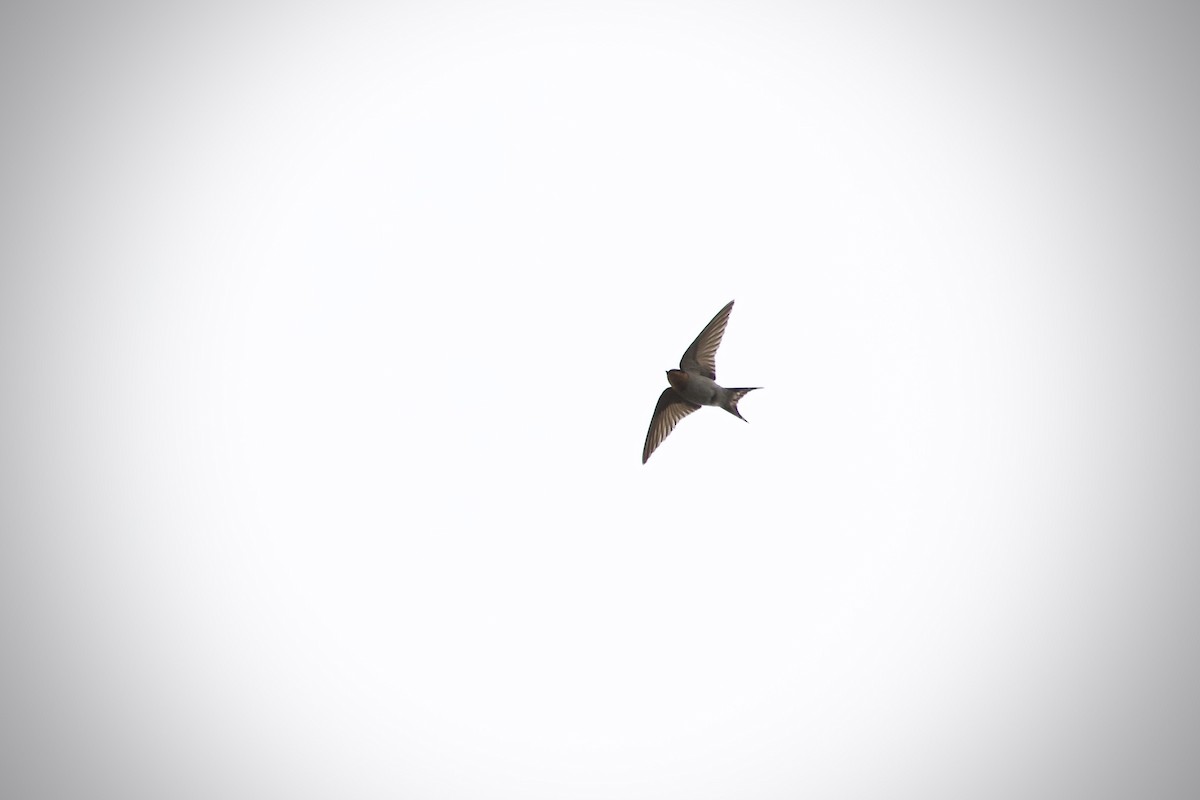 Краснолобая ласточка - ML644359471