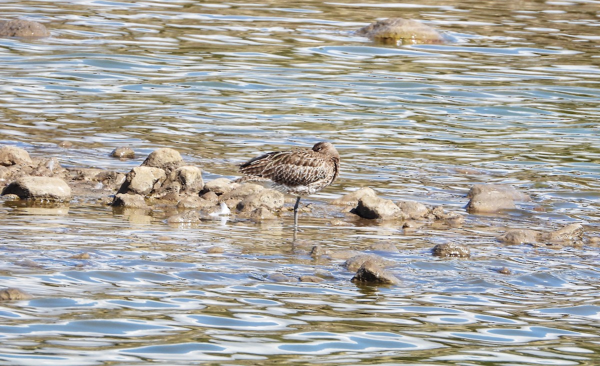 Eurasian Whimbrel - ML644359473