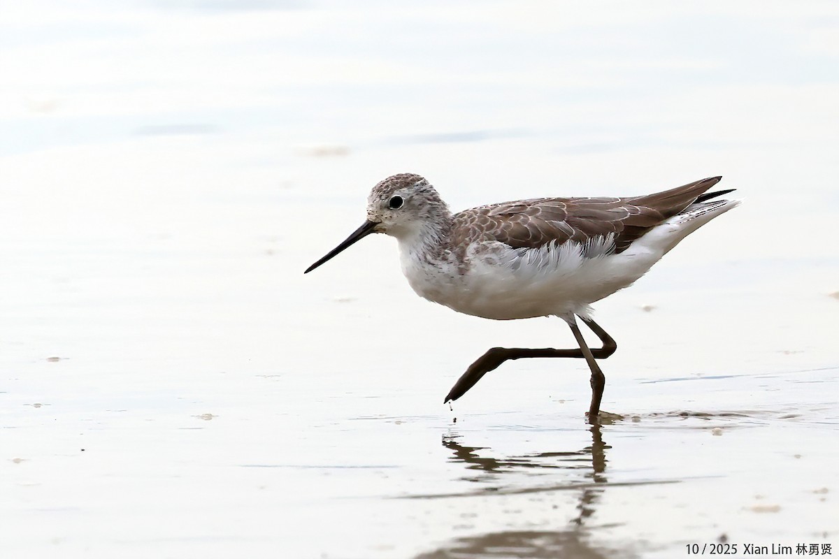 Поручейник - ML644359474