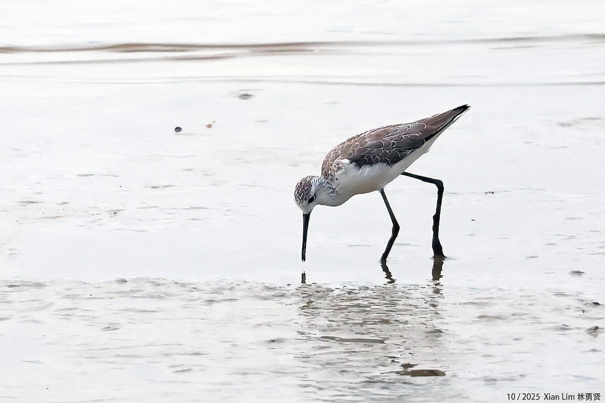 Поручейник - ML644359475