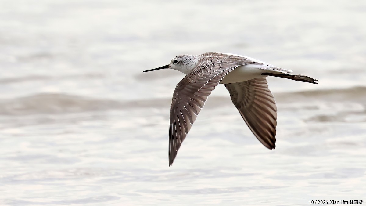 Поручейник - ML644359476