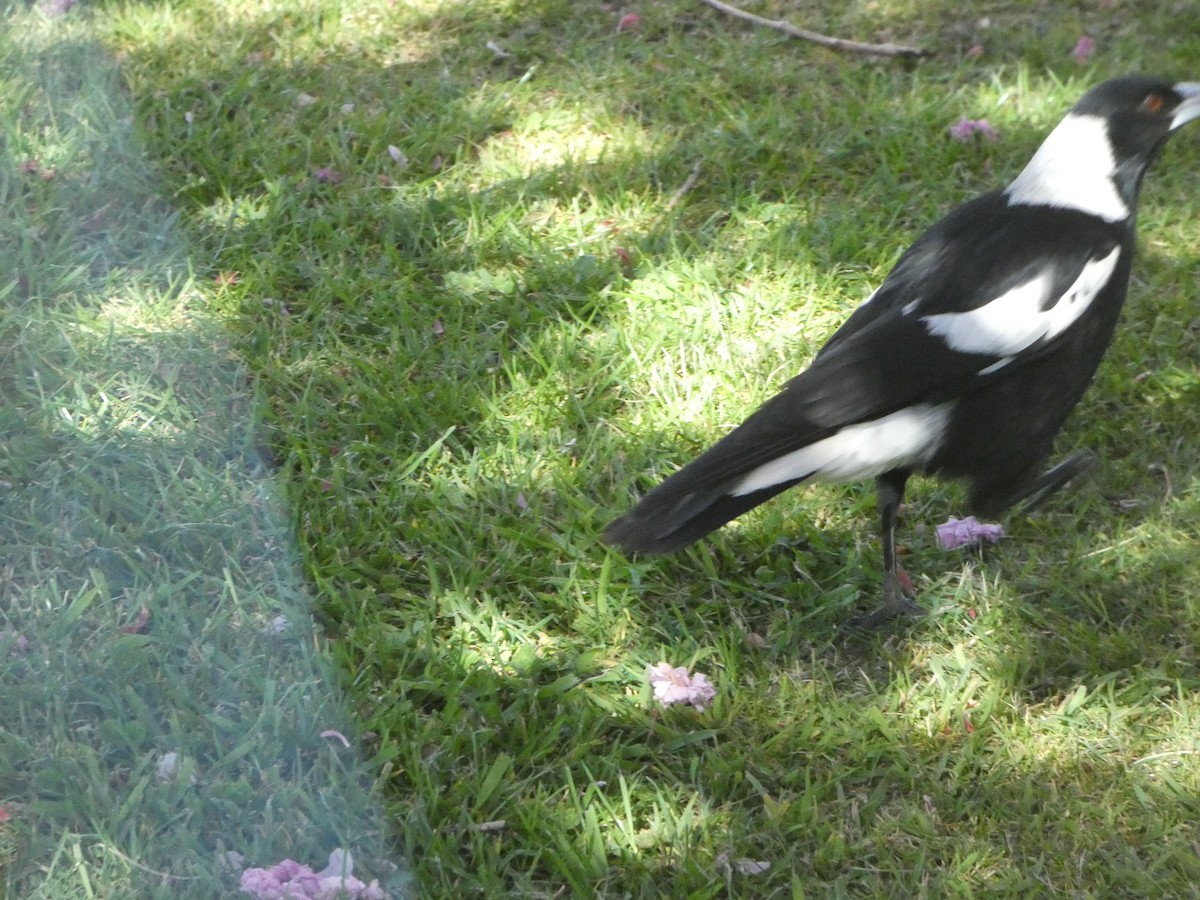 Буругонг, ворона-свистун - ML644359477