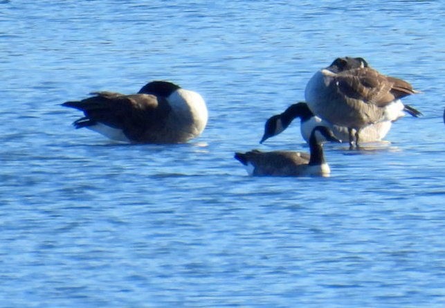 Малая канадская казарка - ML644359478