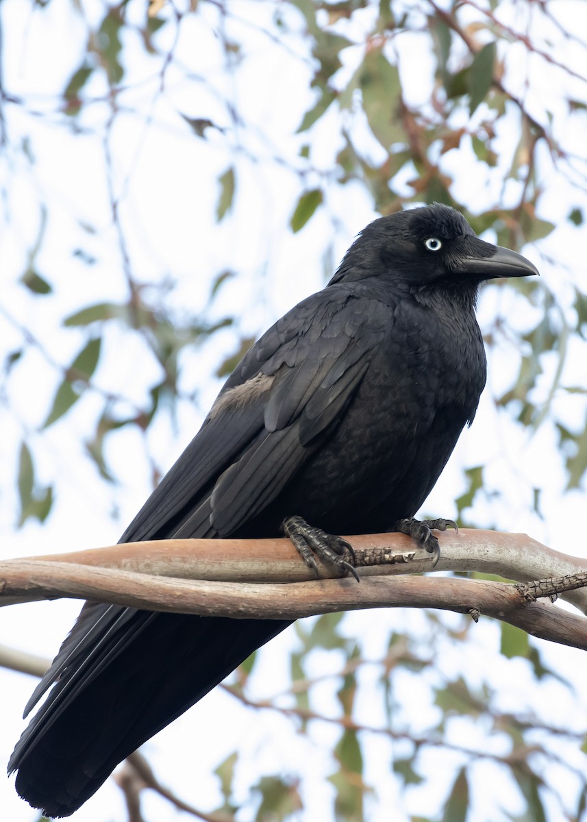 Южноавстралийский ворон - ML644359481