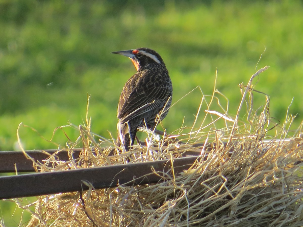 Длиннохвостая лойка - ML644359482