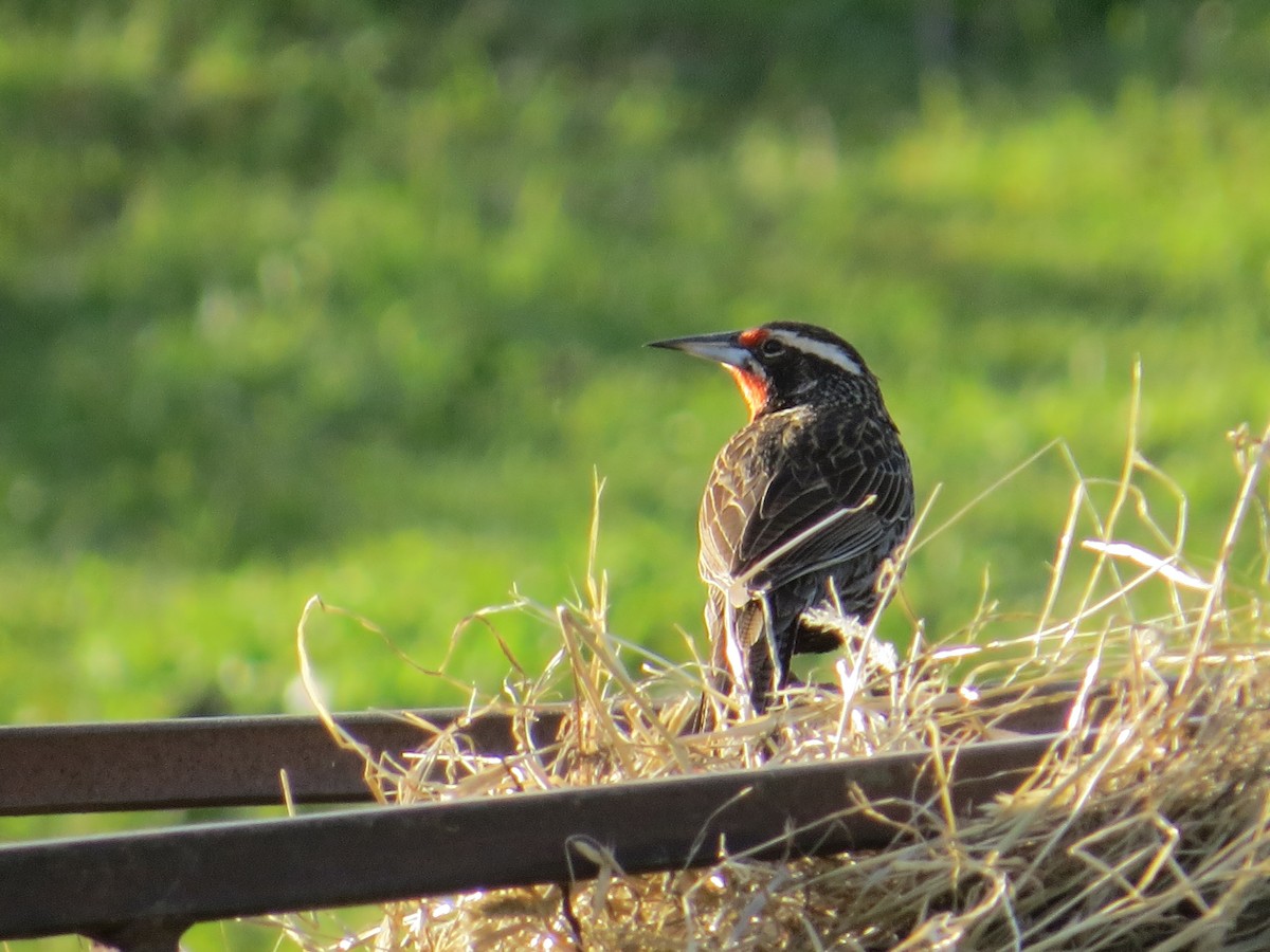 Длиннохвостая лойка - ML644359483