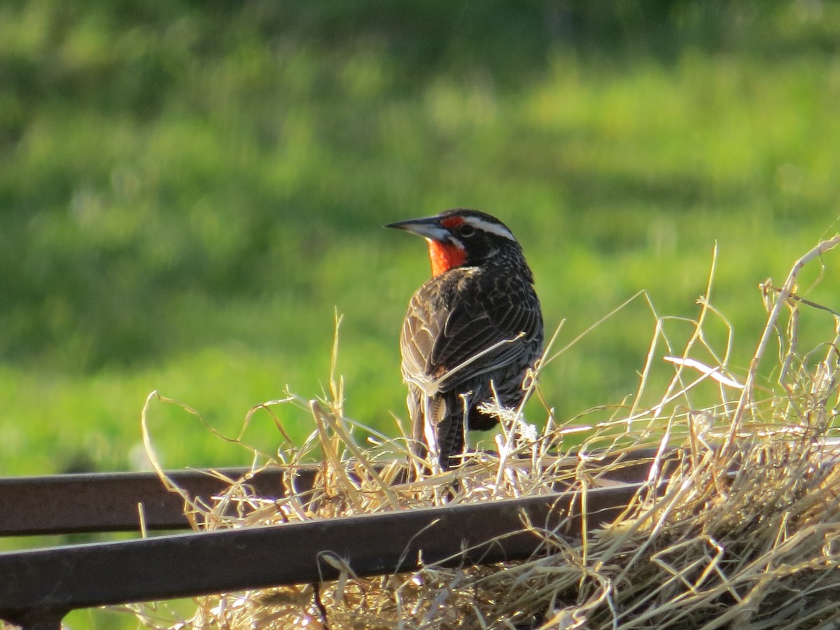 Длиннохвостая лойка - ML644359484