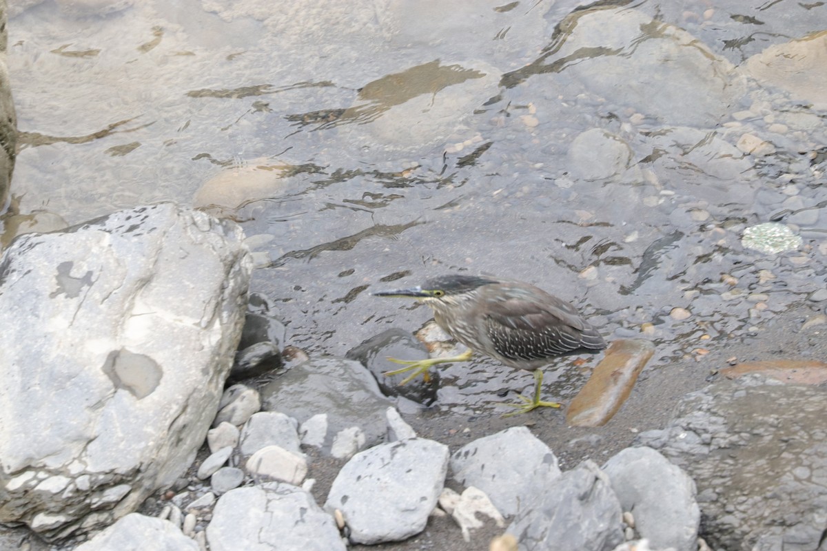 Little Heron - ML644359486