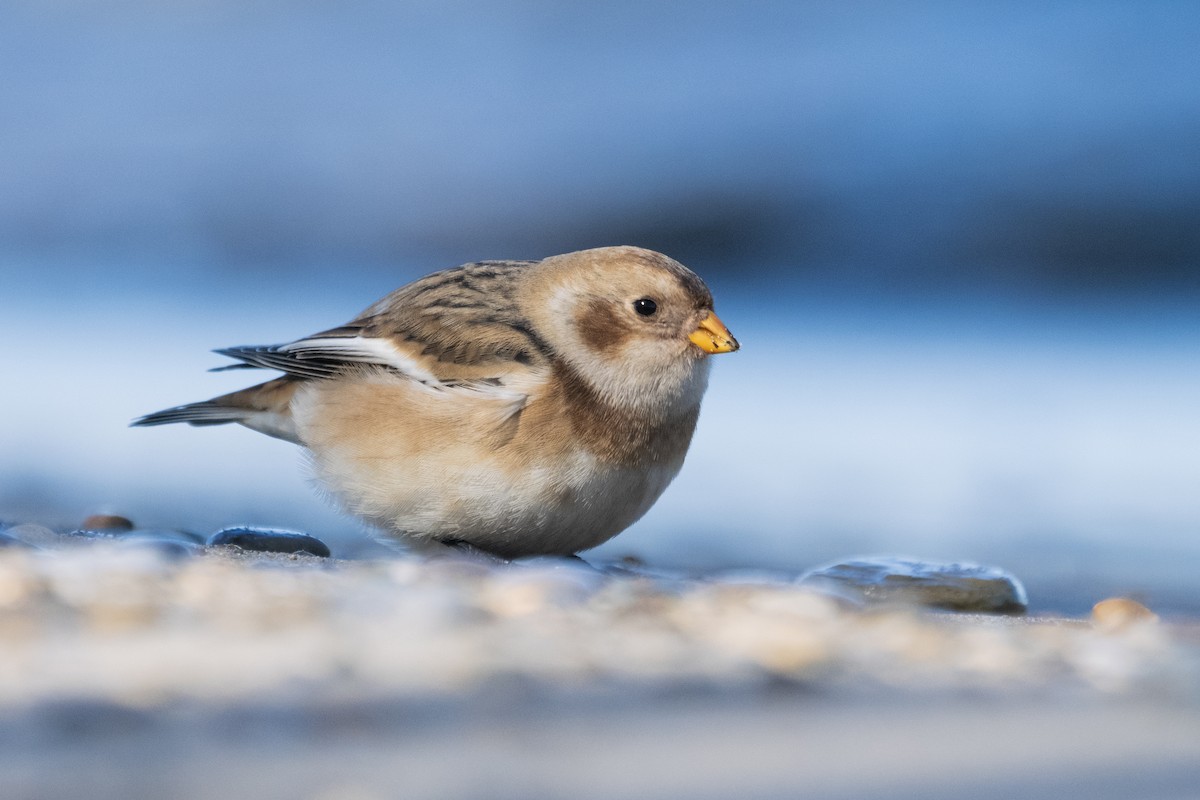 Snow Bunting - ML644359489