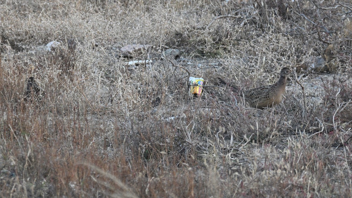 Ring-necked Pheasant - ML644359498