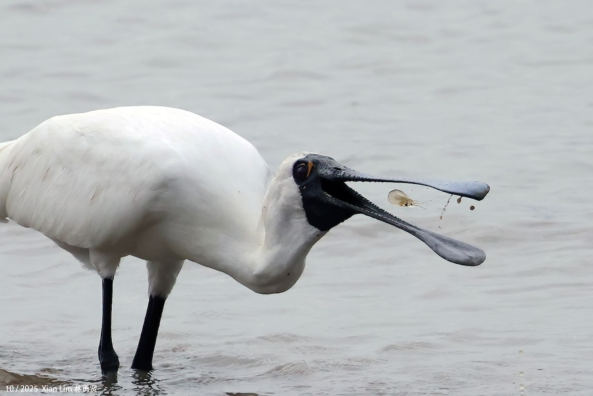 Petite Spatule - ML644359502