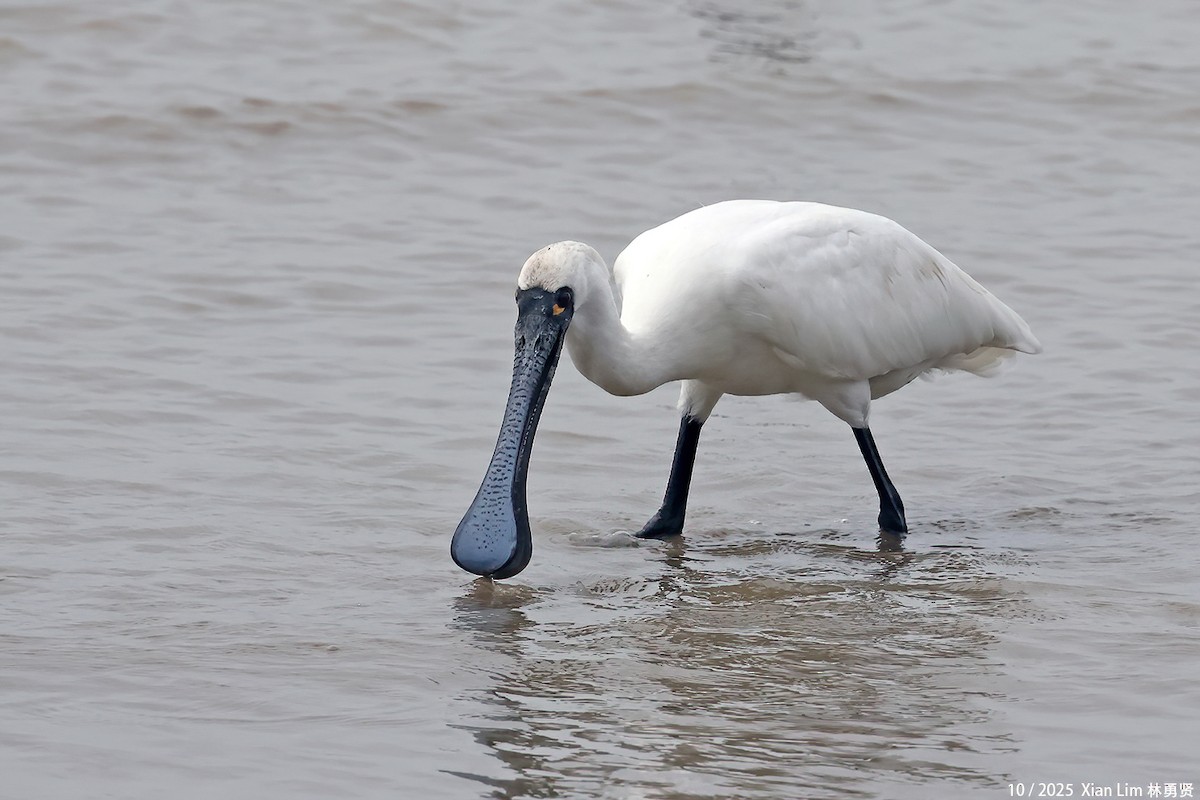 Petite Spatule - ML644359503