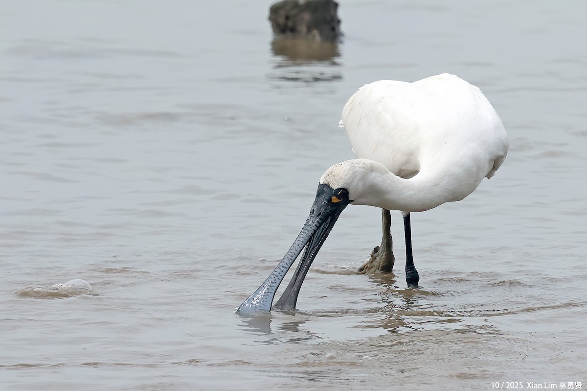 Petite Spatule - ML644359504