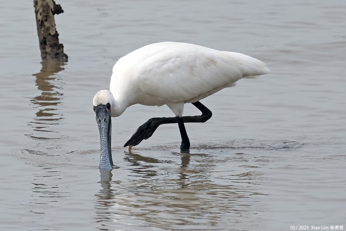 Petite Spatule - ML644359505