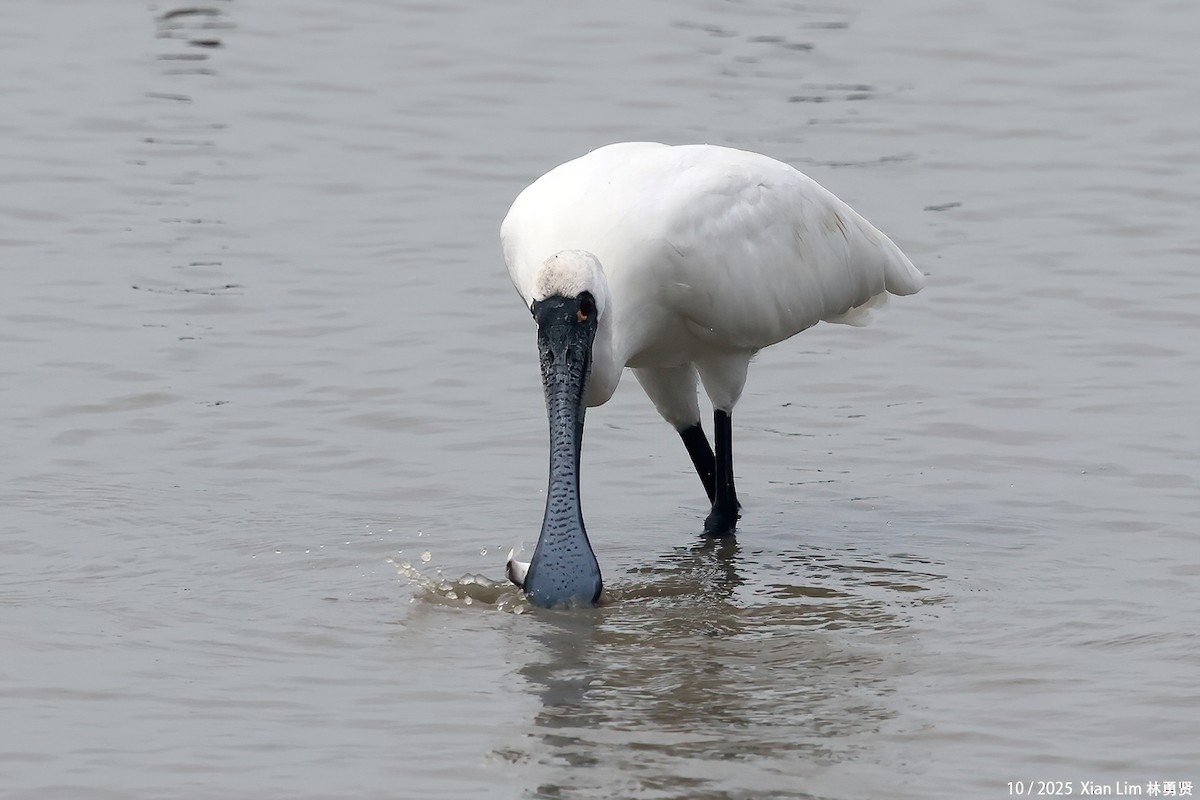 Petite Spatule - ML644359506