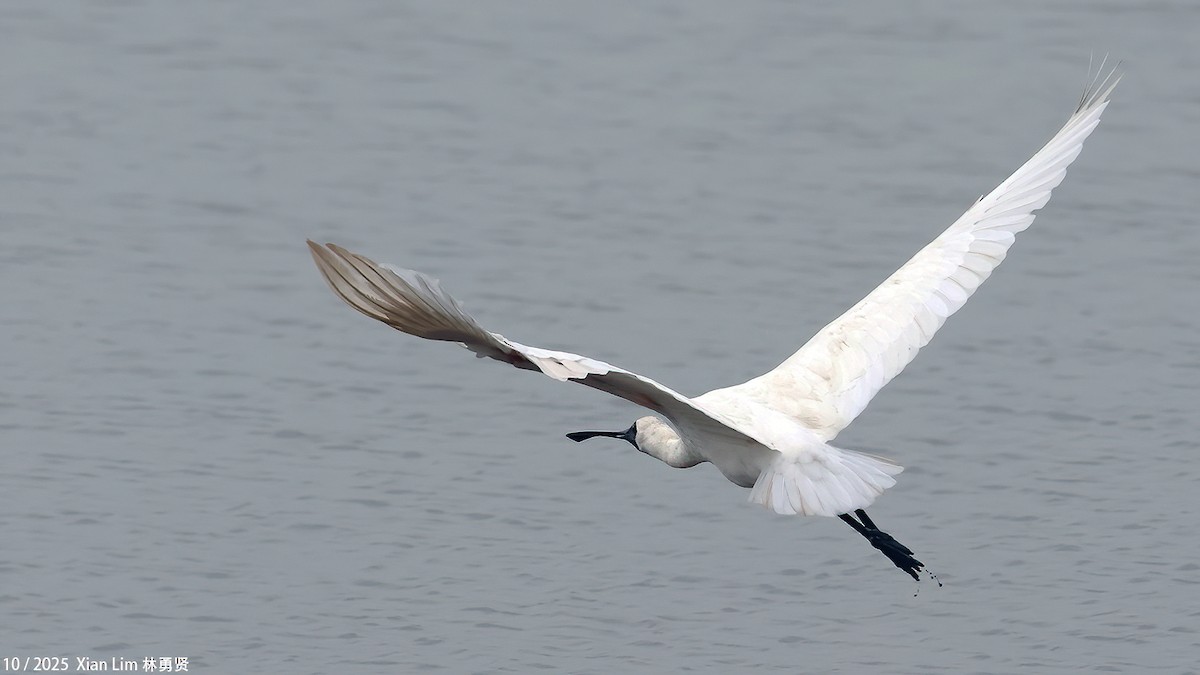 Petite Spatule - ML644359507