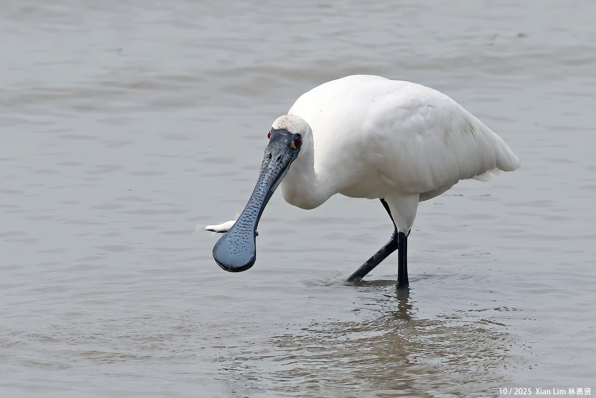 Petite Spatule - ML644359508