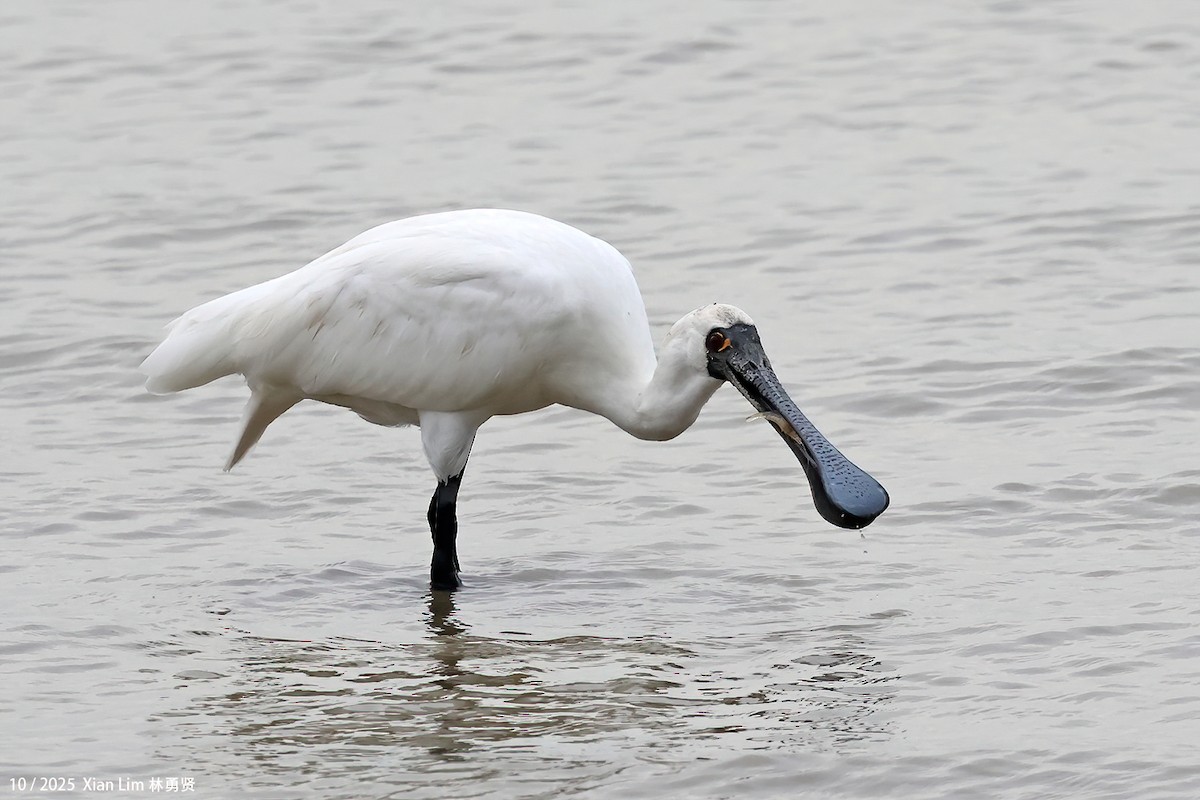 Petite Spatule - ML644359509