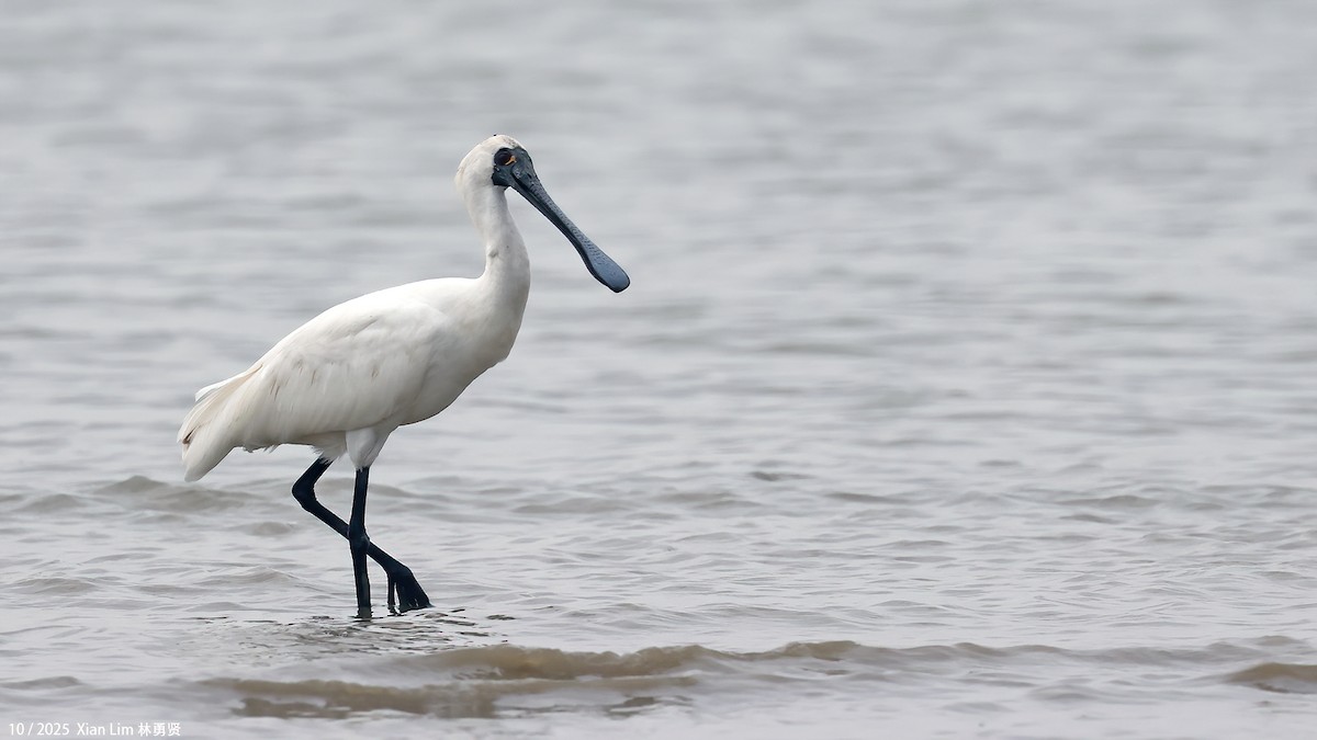 Petite Spatule - ML644359510