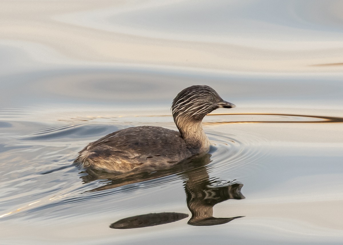 Zampullín Canoso - ML644359511