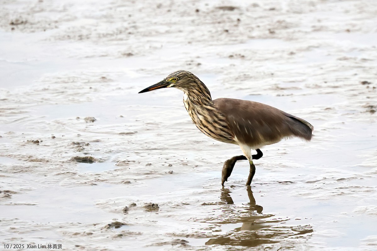 Chinese Pond-Heron - ML644359513