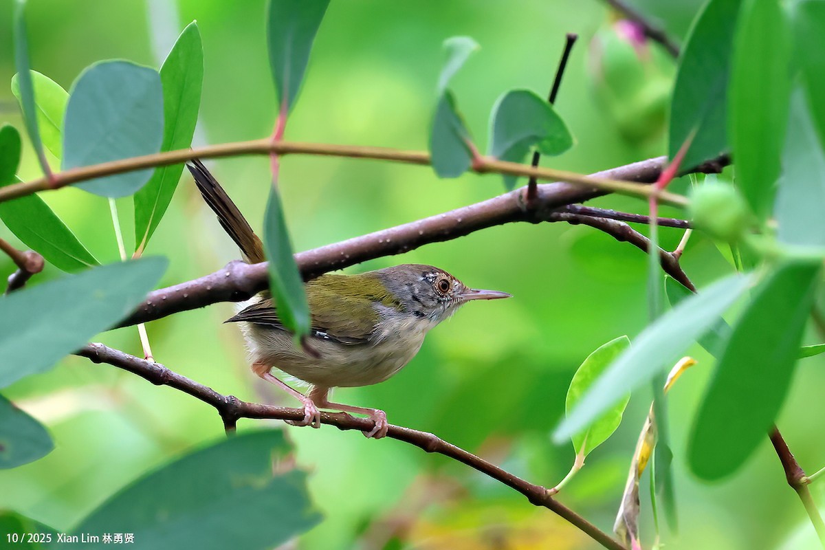 langstjertskredderfugl - ML644359527