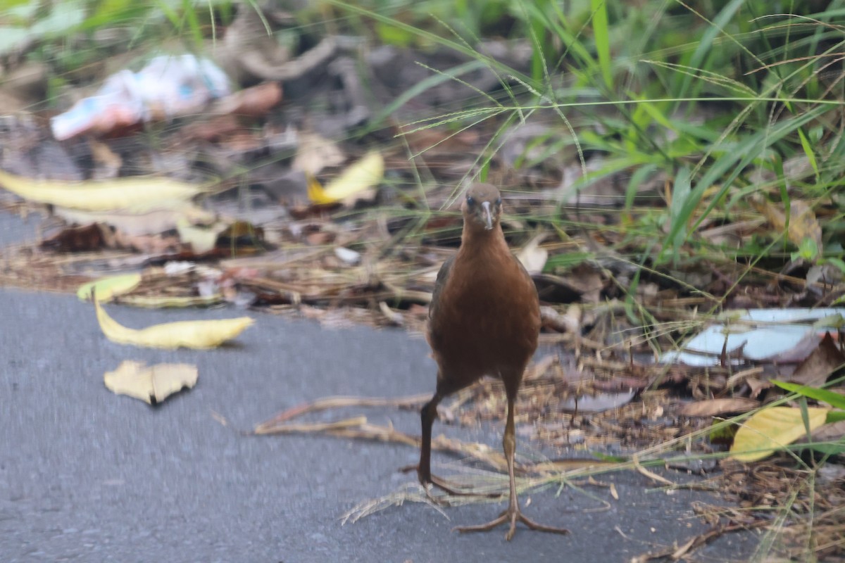 Багновик сулавеський - ML644359534