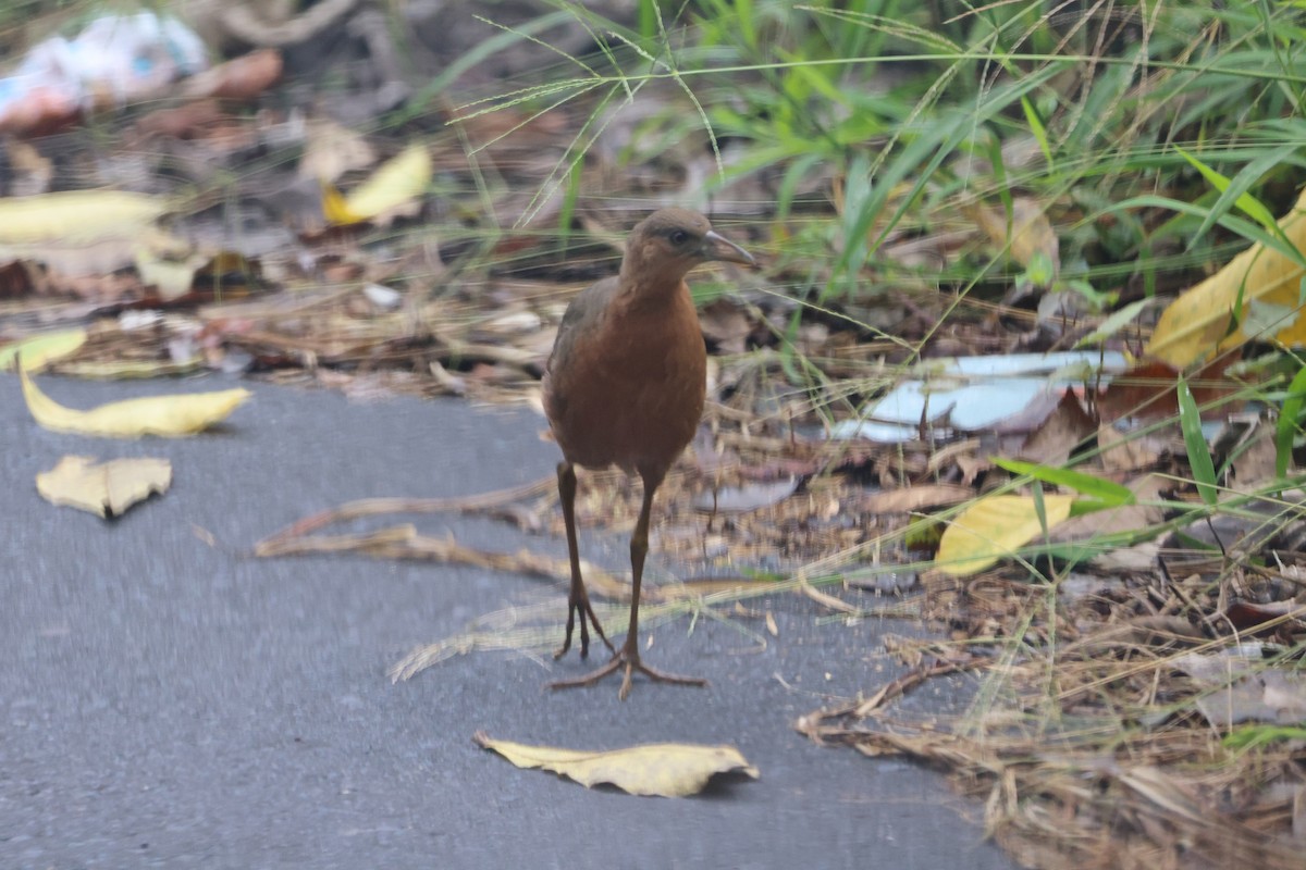 Багновик сулавеський - ML644359535