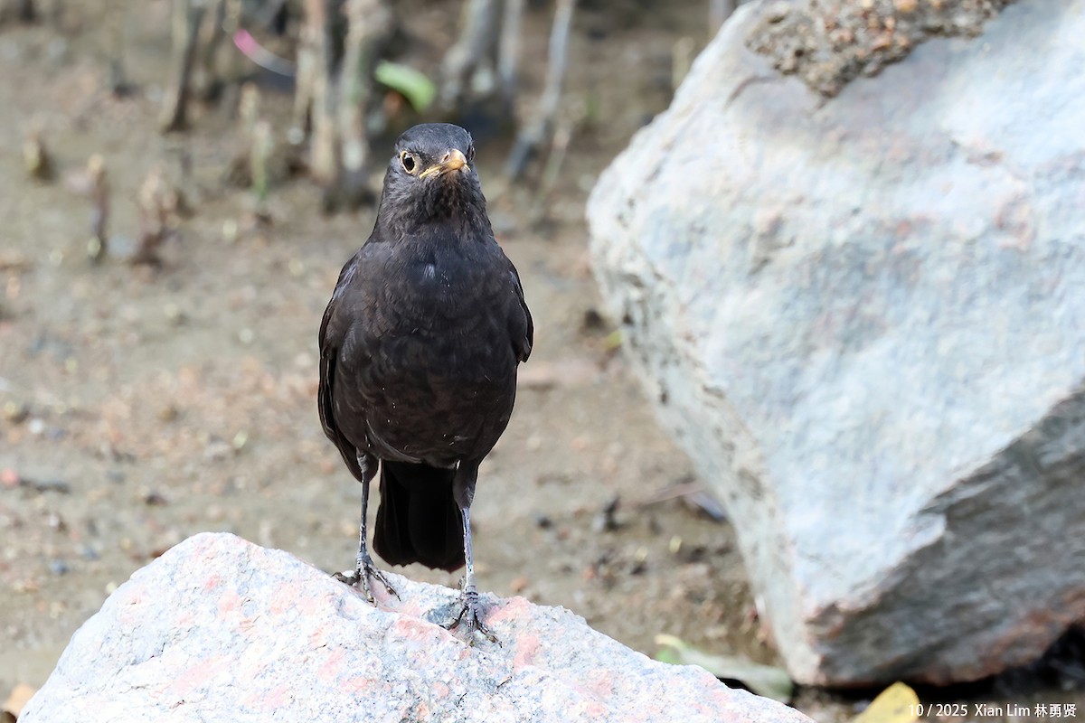 mandarintrost - ML644359541