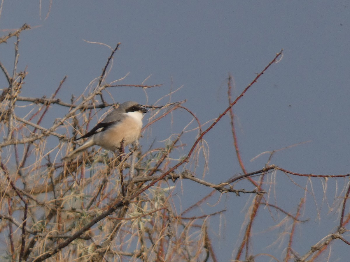 Lesser Gray Shrike - ML644359548