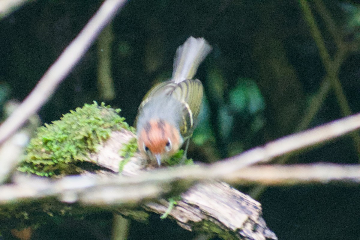 Sunda Warbler - ML644359572