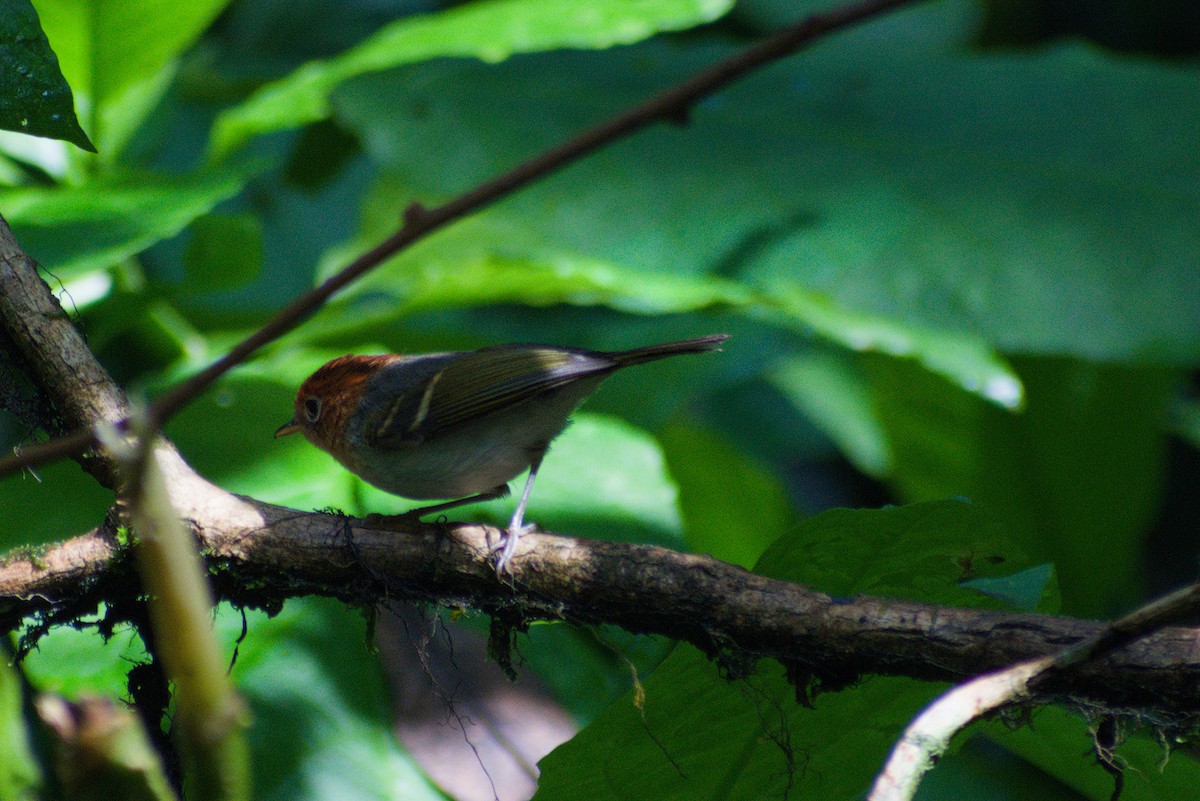 Sunda Warbler - ML644359573