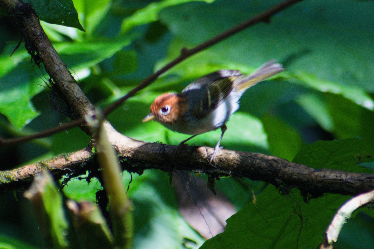 Sunda Warbler - ML644359574